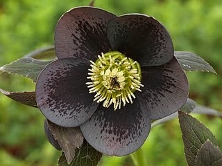 Photo:  black flower 